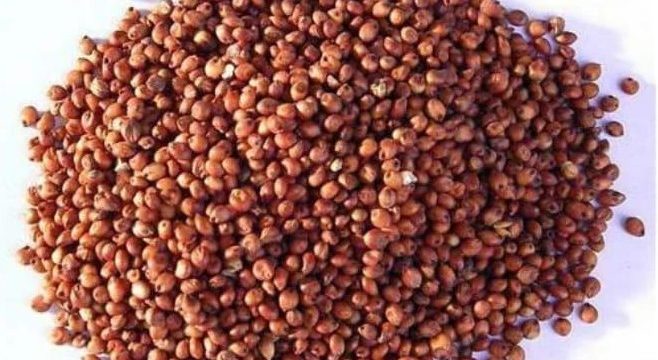 Red Sorghum