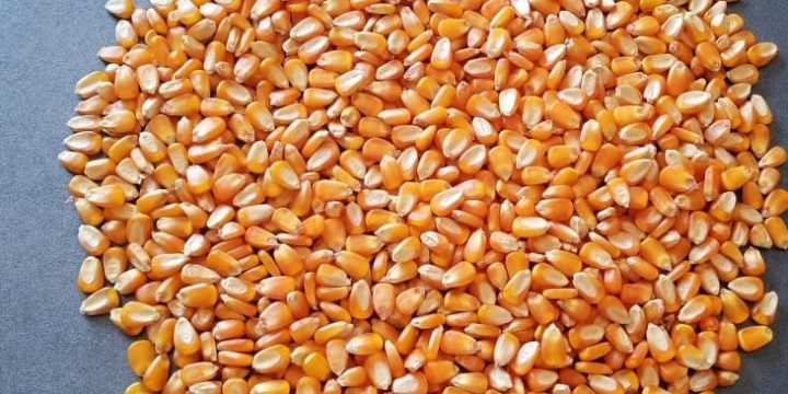 Yellow Maize