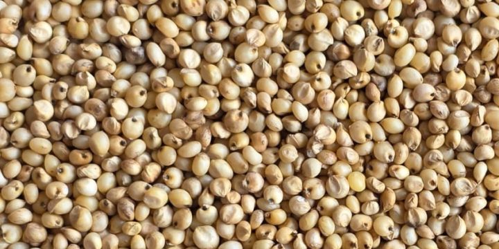 Yellow Sorghum